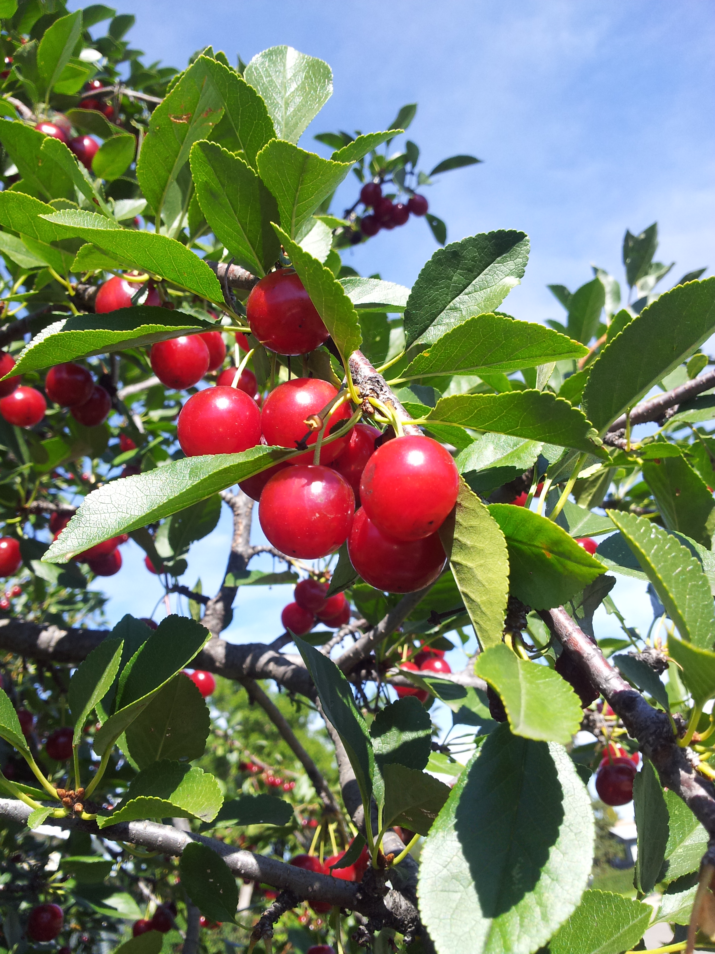 cherries on the tree.jpg