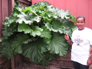 D. with big beautiful rhubarb.jpeg