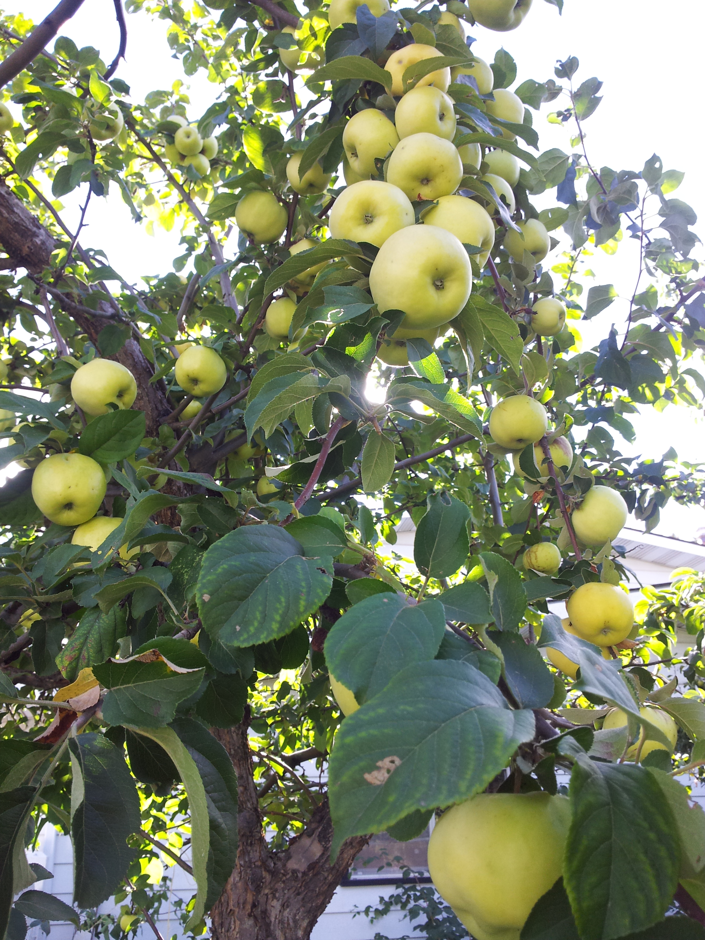 A loaded apple tree.jpg