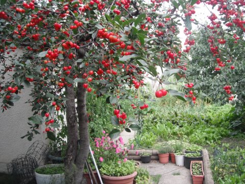 GenaRosa's cherries3.JPG