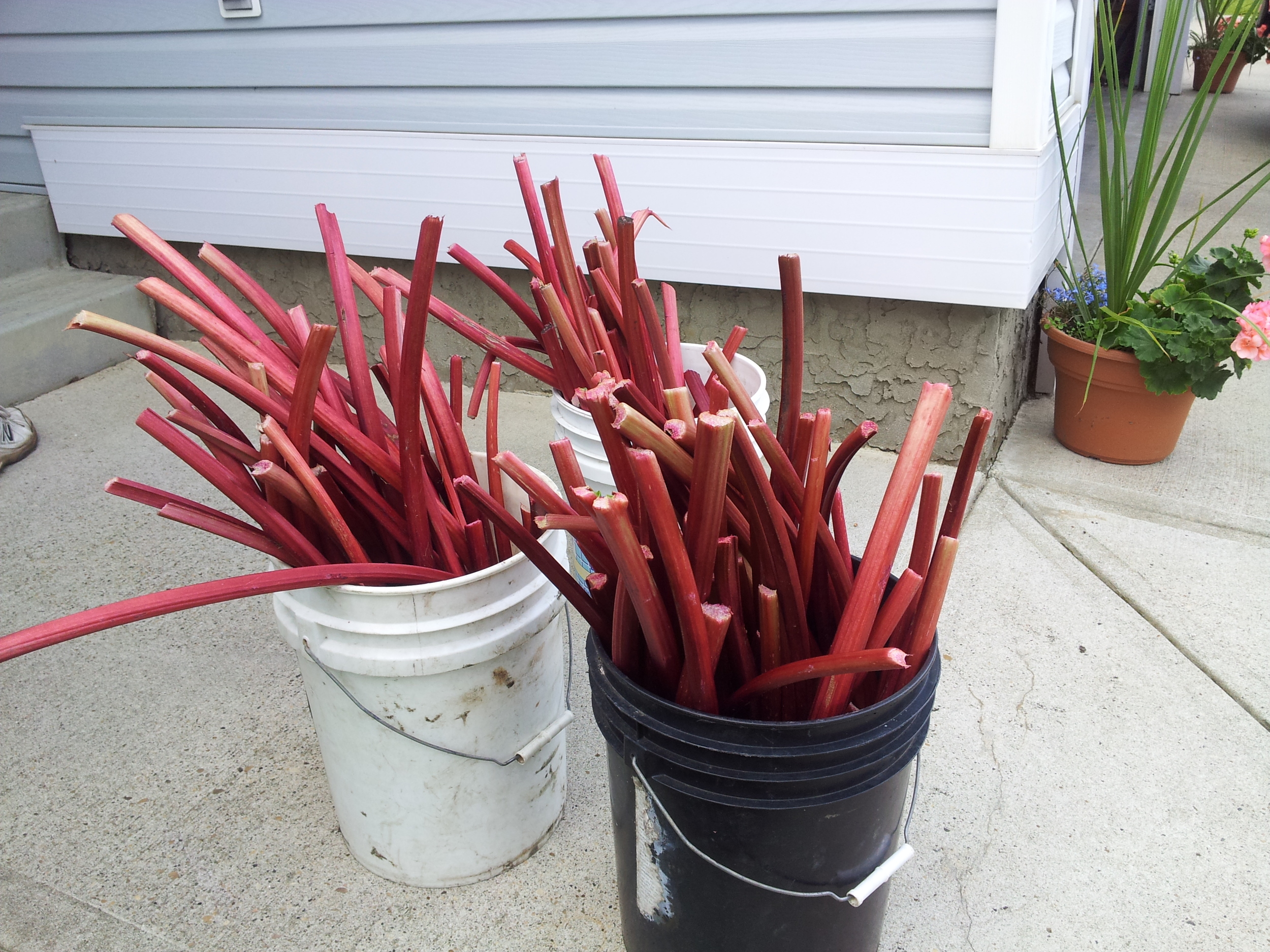 more pails of rhubarb.jpg