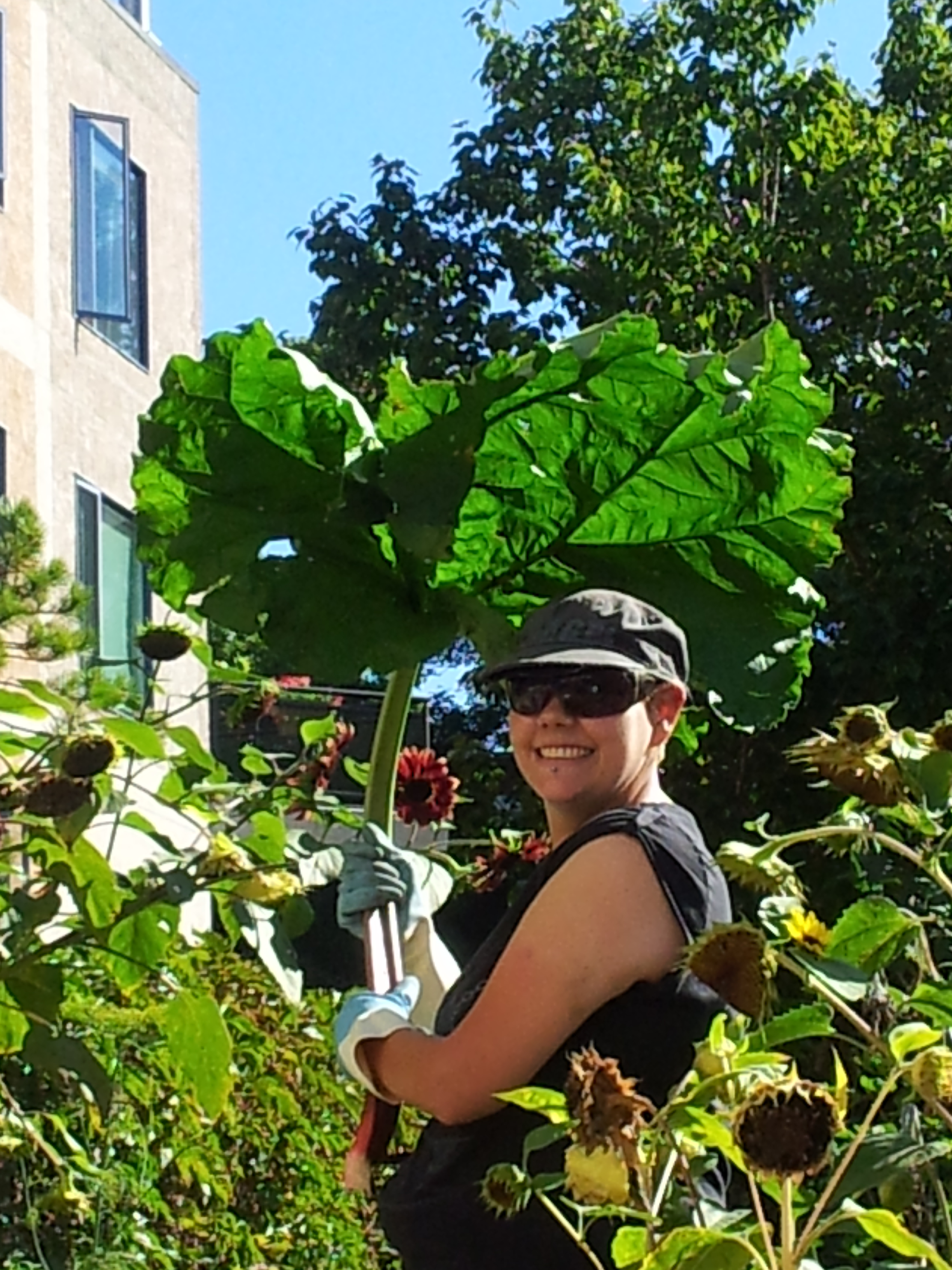 Crystal with a really large rhubarb stalk and leaf.jpg