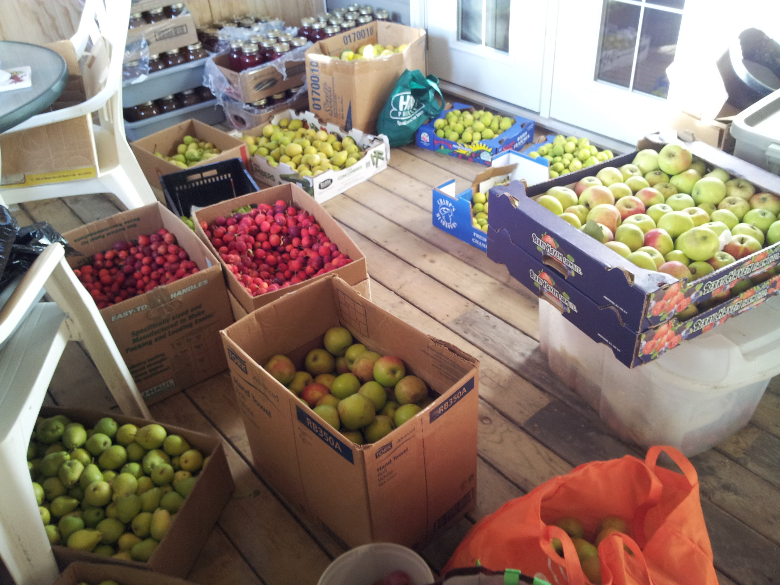Pears, apples and crabs - fall 2012.jpg
