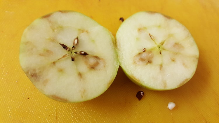 Apple maggot at 11, 2, 4, 6 and 8 o'clock.