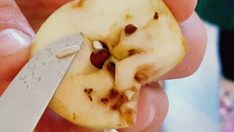 Badly infested apple with actual maggot on the knife.